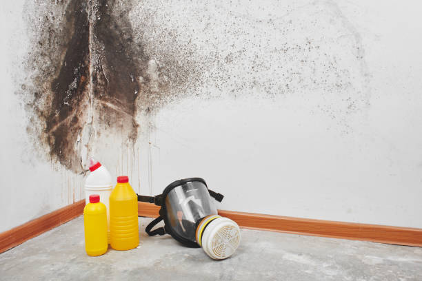 Why You Should Choose Our Mold Remediation Services in Pierce City, MO